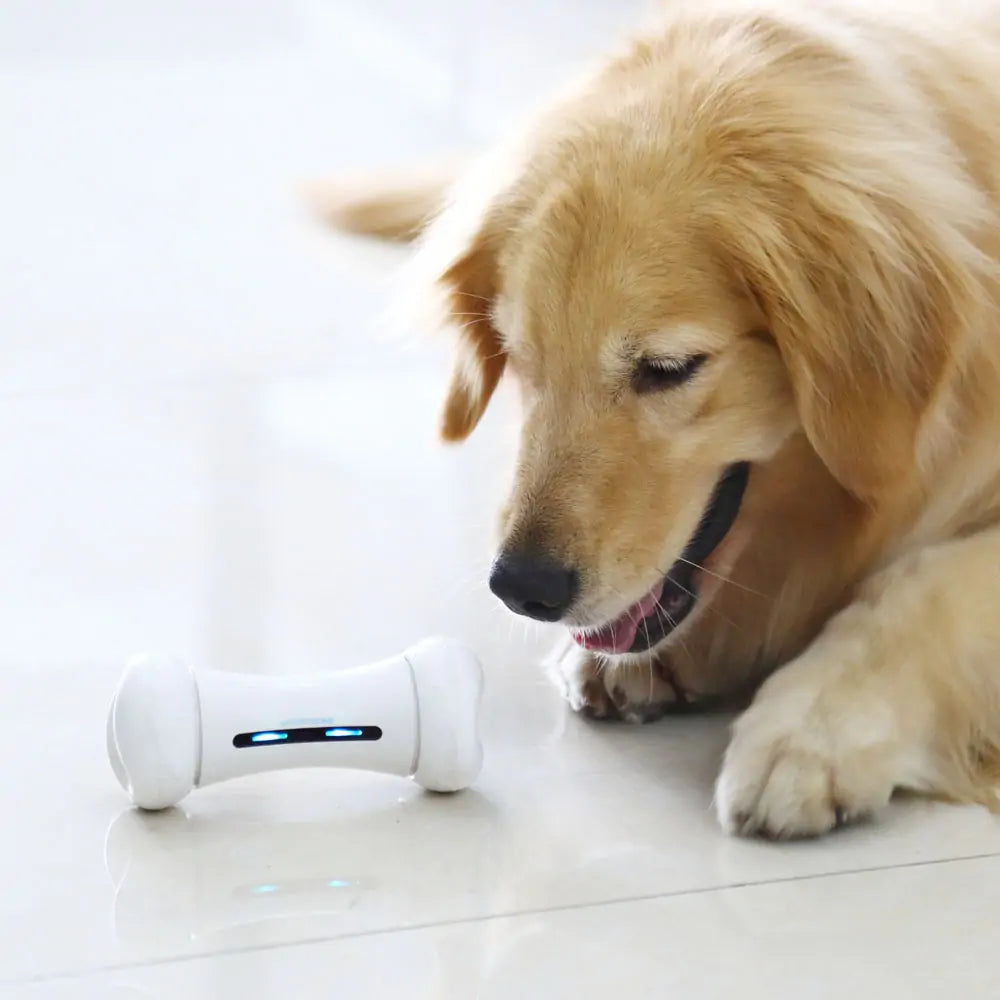 Pet Induction Interactive Toy: Premium Interactive Fun for Pets