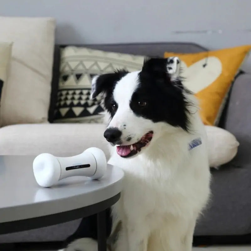 Pet Induction Interactive Toy: Premium Interactive Fun for Pets